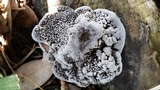 Hexagonia hydnoides image