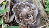 Hexagonia hydnoides image