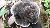 Hexagonia hydnoides image