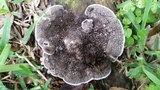 Hexagonia hydnoides image