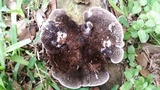 Hexagonia hydnoides image