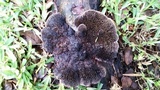 Hexagonia hydnoides image