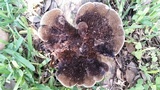Hexagonia hydnoides image
