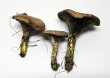 Gomphidius subroseus image