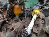 Amanita banningiana image