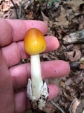 Amanita banningiana image