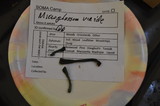 Microglossum viride image