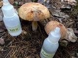 Xerocomus hortonii image