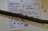 Mycena filopes image