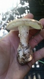 Amanita volvata image