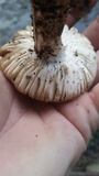 Amanita volvata image