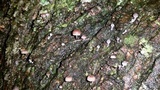 Mycena corticola image