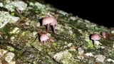 Mycena corticola image