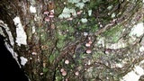 Mycena corticola image