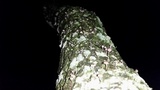 Mycena corticola image