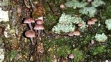 Mycena corticola image