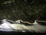 Earliella scabrosa image