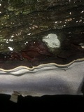 Earliella scabrosa image