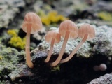 Mycena corticola image