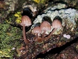 Mycena corticola image