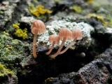 Mycena corticola image
