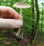 Amanita solaniolens image