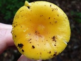 Amanita elongata image