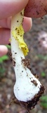 Amanita elongata image