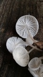 Hemimycena candida image