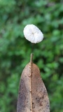 Hemimycena candida image