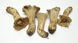 Gomphus kauffmanii image