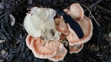 Laetiporus cincinnatus image