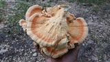 Laetiporus cincinnatus image