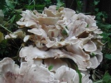 Meripilus sumstinei image