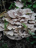 Meripilus sumstinei image