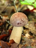 Tylopilus rubrobrunneus image