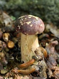 Tylopilus rubrobrunneus image