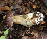 Tylopilus rubrobrunneus image