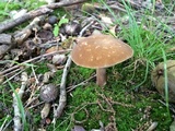 Xanthoconium affine image