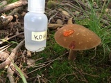 Xanthoconium affine image