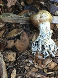 Scleroderma areolatum image