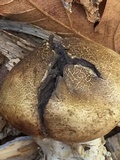 Scleroderma areolatum image