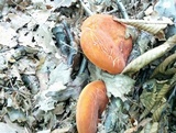 Lactarius volemus image