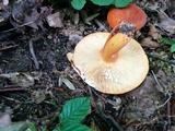 Lactarius volemus image