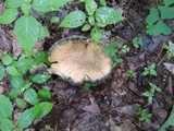 Gyroporus cyanescens image