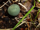 Russula parvovirescens image
