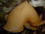 Auricularia angiospermarum image
