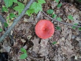 Russula rubescens image