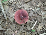 Russula vinacea image