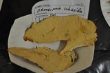 Perenniporia subacida image